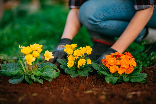 Grow the best flower garden ever with these 10 expert tips